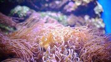 coral reef with a yellow and black fish swimming in front of it video