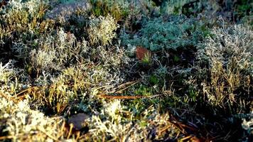 Forest moss sphagnum in the rays of the setting sun. Sphagnum Moss, Peat Moss, Sphagnum. Forest background video