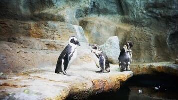 Three penguins standing on rock ledge in zoo enclosure video