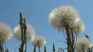 Tragopogon, also known as goatsbeard or salsify Tragopogon pratensis video