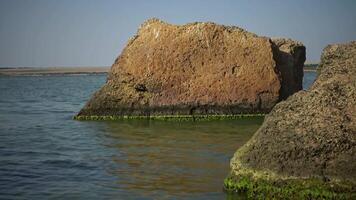 The shore of the estuary, stones with green algae fouling, Enteromorpha intestinalis. video