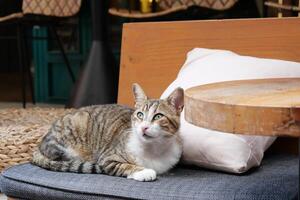 A Relaxing Tabby Cat Nestled Comfortably in a Cozy Cafe Environment Setting Indeed photo