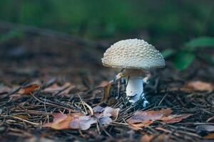 Amanita Pantherina, Known as the Panther Cap, False Blusher and Panther Amanita. Healing and Medicinal Mushroom Growing in Forest. Can Be Used for Micro Dosing, Spiritual Practices and Shaman Rituals photo