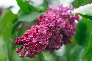 Lilac Branch Blooms in Spring at Daytime - Close-Up, Selective Focus, Soft Bokech. Violet Spring Flowers with Soft Aroma. Spring and Summer Gardening. Lilac Blossom. Purple Lilac Bush photo