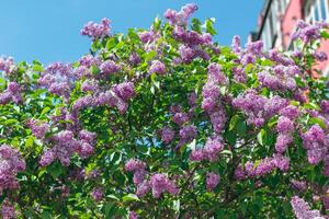 Lilac Bush Blooms in Spring at Daytime. Violet Spring Flowers with Soft Aroma. Spring and Summer Gardening. Lilac Blossom. Purple Lilac Bush photo