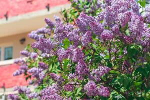 Lilac Bush Blooms in Spring at Daytime. Violet Spring Flowers with Soft Aroma. Spring and Summer Gardening. Lilac Blossom. Purple Lilac Bush photo