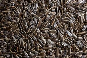 Non Salty Roasted Sunflower Seeds in Shell. A Culinary Canvas of Sunflower Kernels, Creating a Lively and Textured Background for Gourmet Cooking. Scattered Sun Flower Seeds - Top View, Flat Lay photo