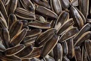 Non Salty Roasted Sunflower Seeds in Shell. A Culinary Canvas of Sunflower Kernels, Creating a Lively and Textured Background for Gourmet Cooking. Scattered Sun Flower Seeds - Top View, Flat Lay photo