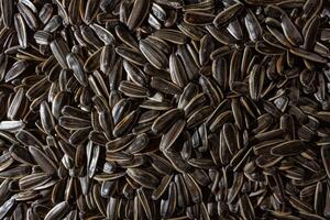 Non Salty Roasted Sunflower Seeds in Shell. A Culinary Canvas of Sunflower Kernels, Creating a Lively and Textured Background for Gourmet Cooking. Scattered Sun Flower Seeds - Top View, Flat Lay photo