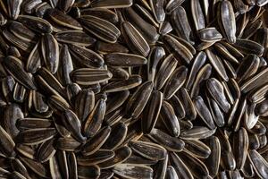Non Salty Roasted Sunflower Seeds in Shell. A Culinary Canvas of Sunflower Kernels, Creating a Lively and Textured Background for Gourmet Cooking. Scattered Sun Flower Seeds - Top View, Flat Lay photo