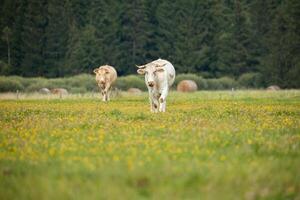 Two white cows standing in the middle of a lush green field with a distant tree line on a cloudy day. photo
