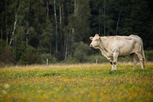 single white cow stands in a grassy field with wildflowers, gazing toward the camera. The background is filled with trees and a soft, cloudy sky. photo
