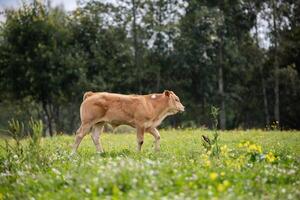 Single tan cow walking through a grassy field with wildflowers, with a backdrop of trees in a natural setting. photo