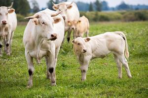 white cow leads a small calf through a grassy field, with more cows in the background under an overcast sky. photo