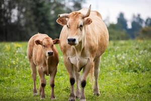 tan cow and its calf stand closely together in a green field, both facing forward with trees and plants in the background. photo