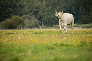 single white cow stands in a grassy field with wildflowers, gazing toward the camera. The background is filled with trees and a soft, cloudy sky. photo