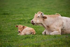 cow and its calf lying down in a grassy field, with the calf nestled closely against the cow. photo