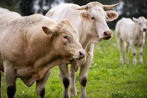 Two white cows stand close together in a green field, with one cow slightly leaning on the other, surrounded by wildflowers and trees. photo