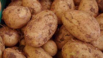 Freshly harvested organic potatoes available for purchase in bulk quantities and sizes video