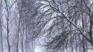 Snowfall in the park and snow-covered tree branches. Natural winter background, white snow and cold weather. video