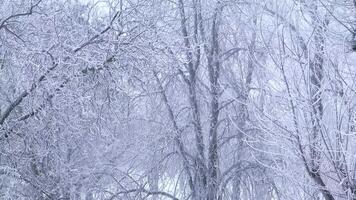 Winter background of tree branches covered with frost and swaying in the wind. Landscape of nature with white snow video