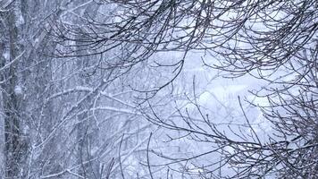 Snowfall in the park and snow-covered tree branches. Natural winter background, white snow and cold weather. video
