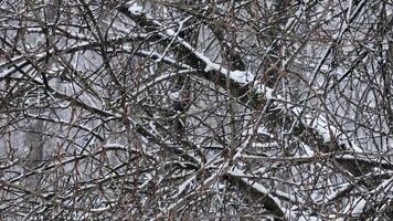 Snowfall in the park and snow-covered tree branches. Natural winter background, white snow and cold weather. video