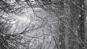 Snowfall in the park and snow-covered tree branches. Natural winter background, white snow and cold weather. video