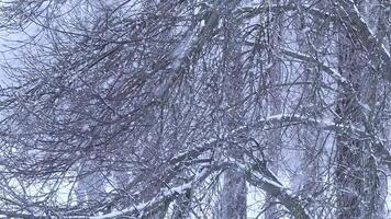 Snowfall in the park and snow-covered tree branches. Natural winter background, white snow and cold weather. video