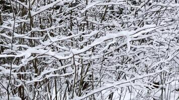 Fluffy snow-covered trees branches, nature scenery with white snow and cold weather. Snowfall in winter forest video