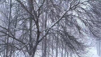 Snowfall in the park and snow-covered tree branches. Natural winter background, white snow and cold weather. video