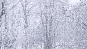 bianca inverno sfondo di albero rami coperto con brina e ondeggiante nel il vento nel nebbia video