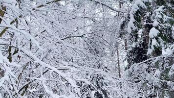 Fluffy snow-covered trees branches, nature scenery with white snow and cold weather. Snowfall in winter forest video