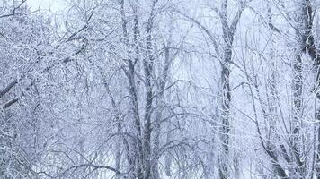 Background of tree branches covered with frost. Landscape of nature with white snow. Winter holiday concept video