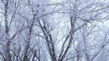 Winter background of tree branches covered with frost and swaying in the wind. Landscape of nature with white snow video