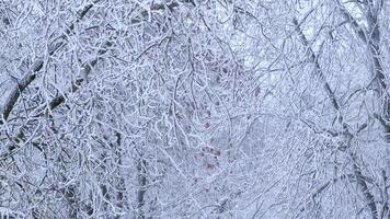 Winter background of tree branches covered with frost and swaying in the wind. Landscape of nature with white snow video