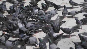 Stock doves with feathered beaks adapt to sharing asphalt with people at events video