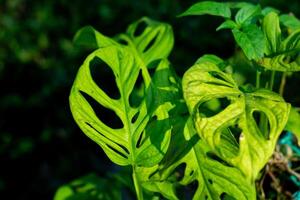 Fresh green Monstera deliciosa photographed close up from a top angle in the morning photo