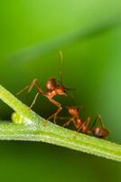 Closeup of three red ants clinging to each other on the edge of a log in a green background. photo