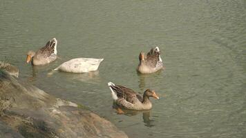 A group of ducks swimming gracefully in a serene pond, enjoying the peaceful environment video