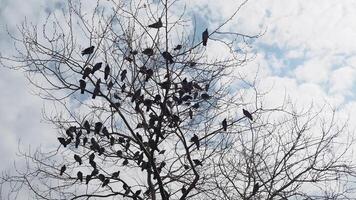 Silhouetted birds rest on bare branches against a cloudy sky, enhancing natures serenity video