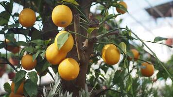 Fresco limones desde un limón árbol en un amarillo maceta en un tranquilo jardín video