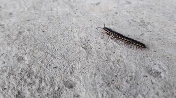 A millipede worm or caterpillar is crawling on the floor video