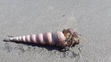 Hermit Crab in Spiral Shell on Sandy Beach Close-Up video