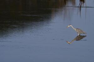 Grey heron, Ardea cinerea photo