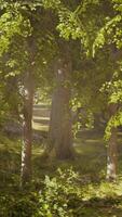 The sun shines through the trees in the forest video
