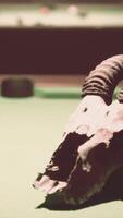 A bull skull on top of a pool table video