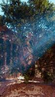 A screenshot of a tree in a ruined building video