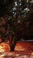 A tree in the middle of a stone structure video