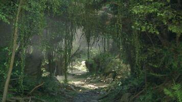 A serene forest path surrounded by towering trees. mountain path video